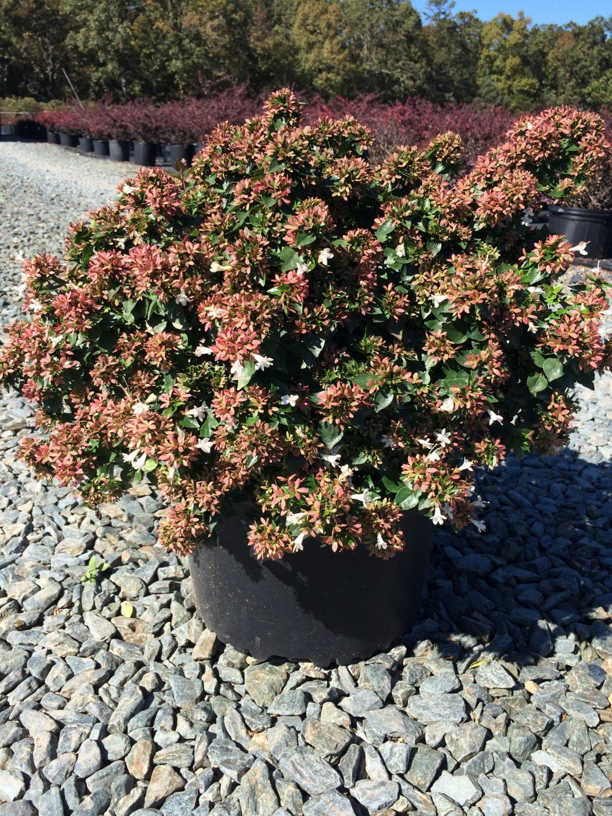 Abelia x grandiflora 'Rose Creek' 3g