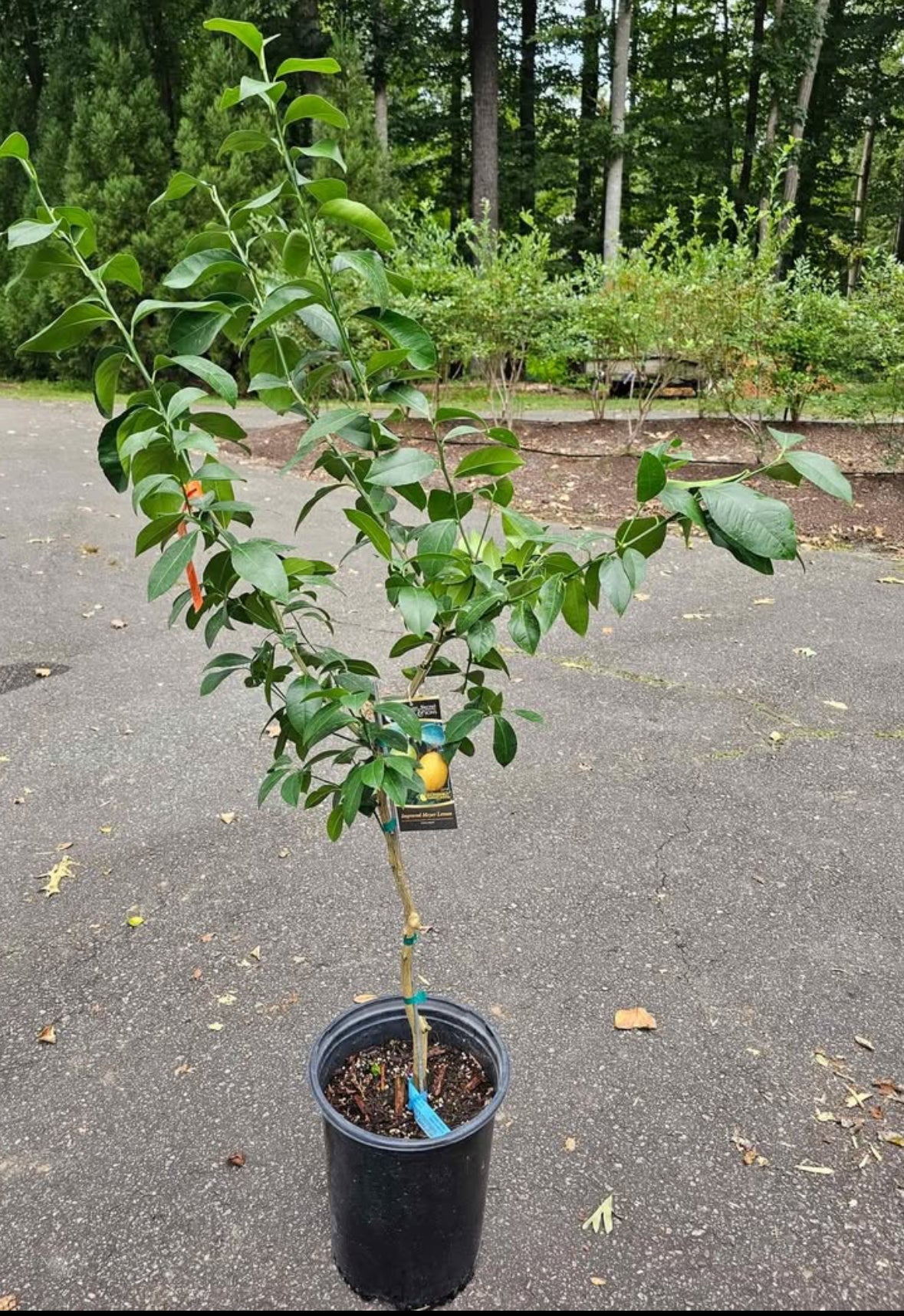 Improved Meyer Lemon Tree 4-5ft