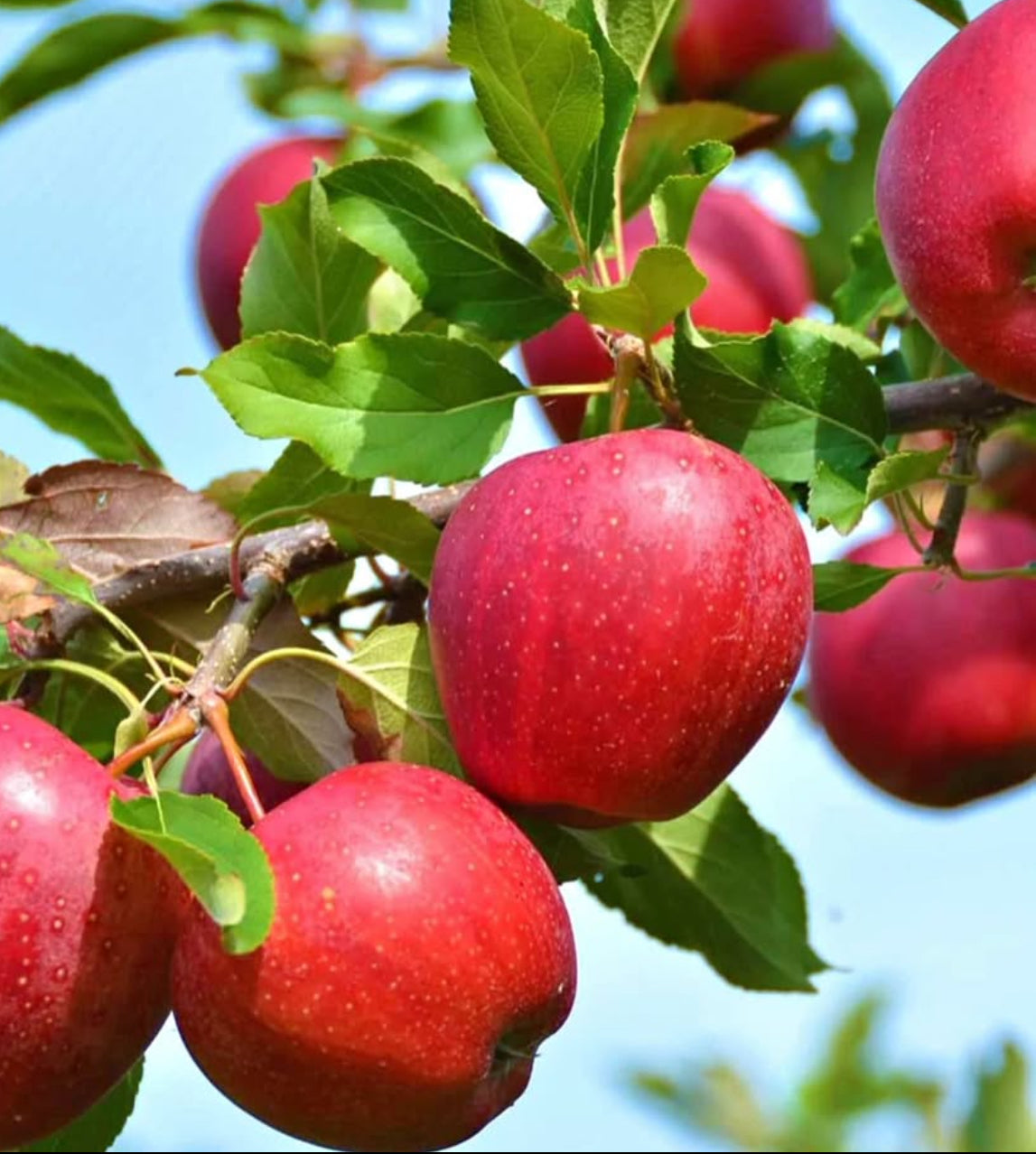 Liberty Apple Tree 5g