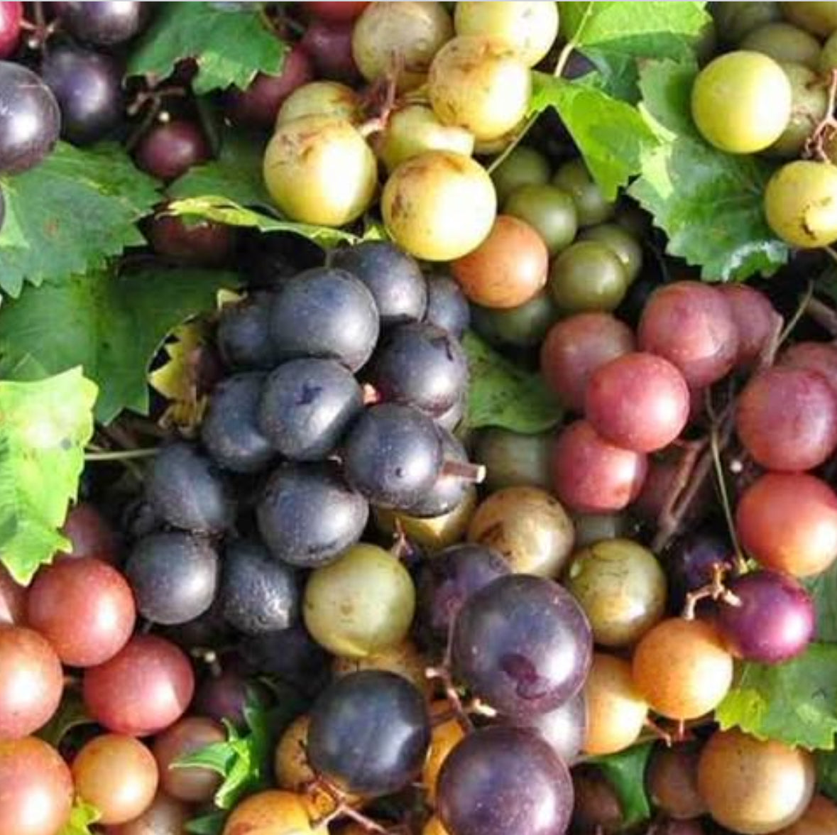 Black Ison Muscadine 1g