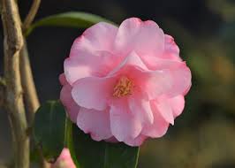 Spring Festival Camellia 10g