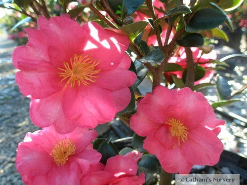 Kanjiro Camellia