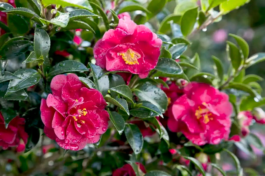 October Magic® Ruby™ Camellia