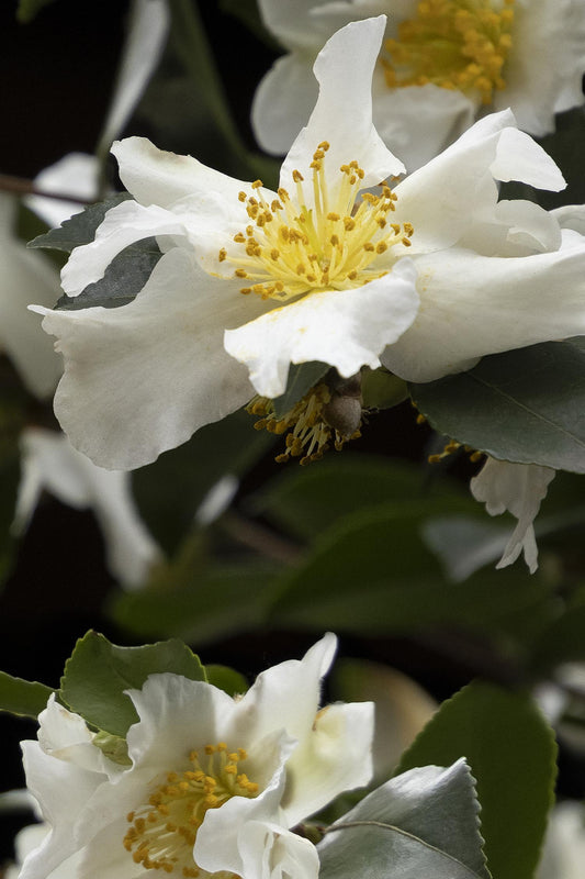 Setsugekka Camellia