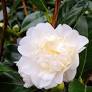 Snow on the Mountain Camellia 10g