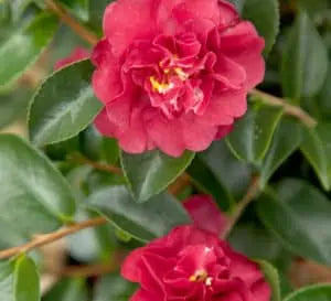 October Magic® Ruby™ Camellia