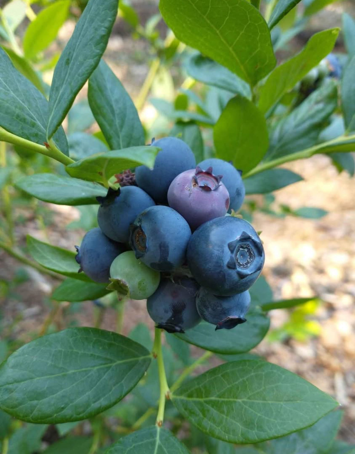 Ochlockonee Rabbiteye Blueberry 3g