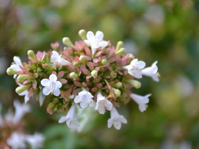 Abelia x grandiflora 'Rose Creek' 3g