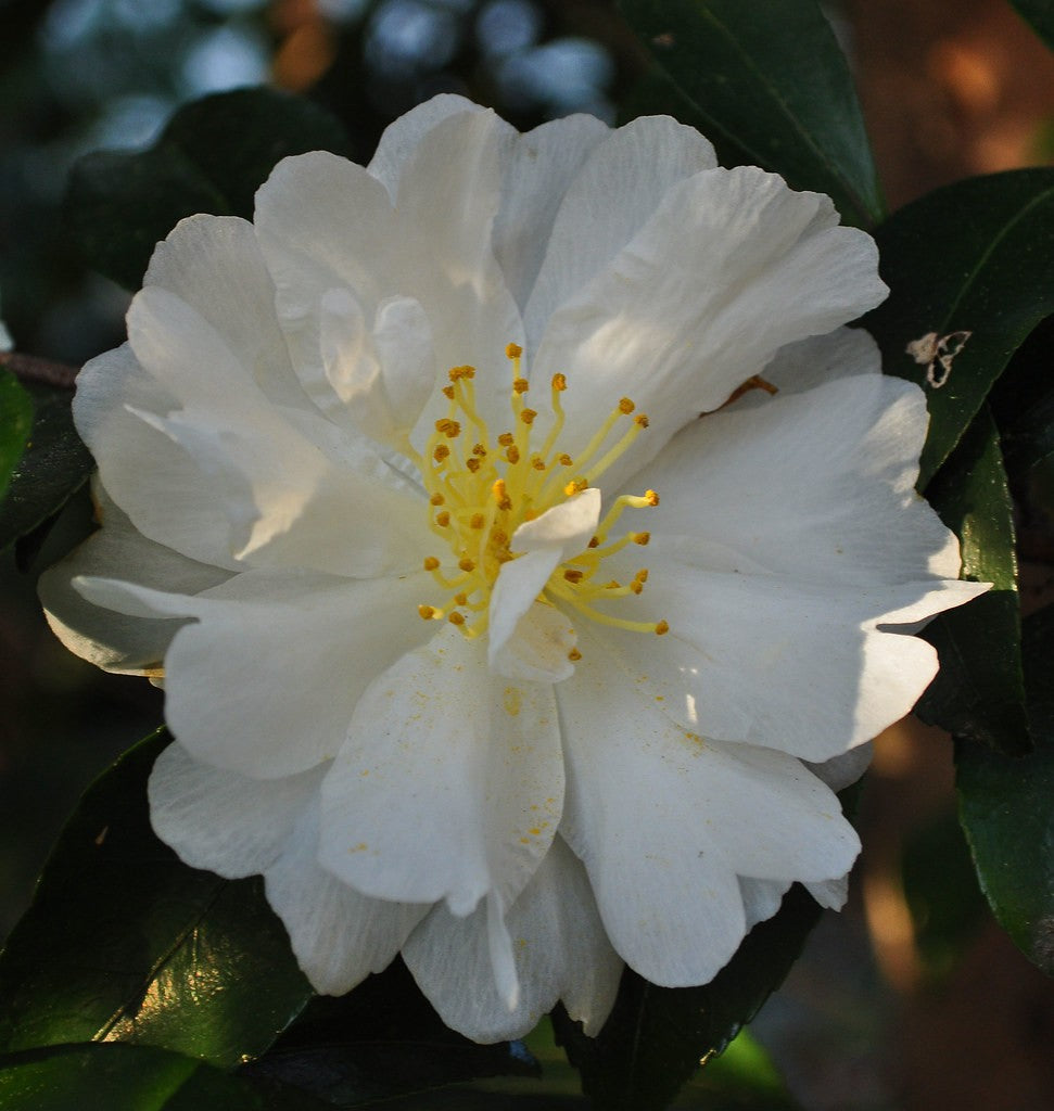 Autumn Rocket Camellia