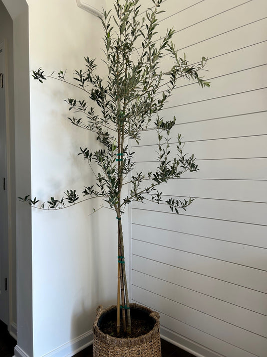 Arbequina Olive Tree 3g