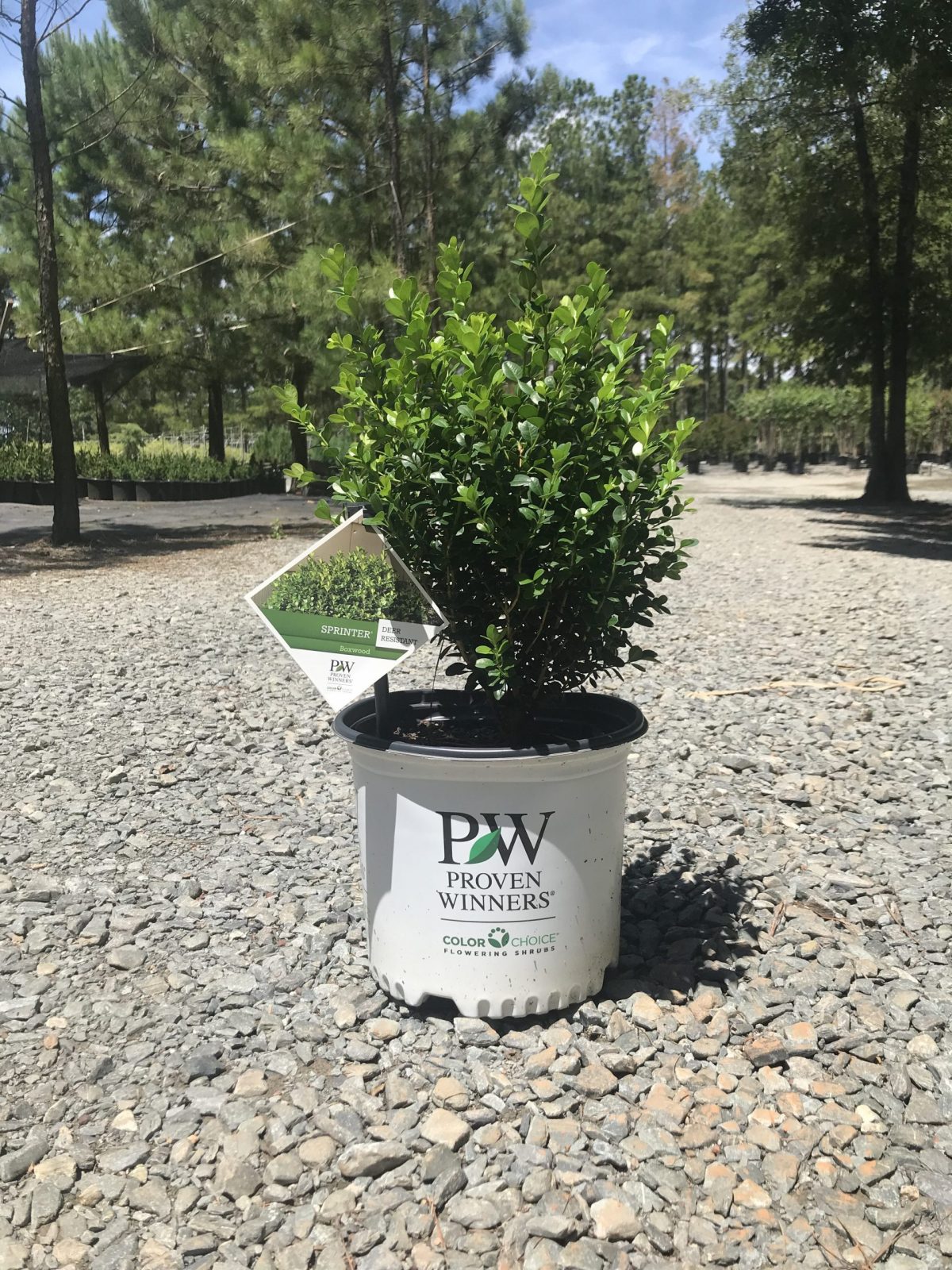 Sprinter® Boxwood Buxus microphylla 'Bulthouse' PP 25896 3g