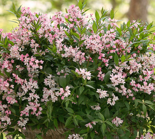 Yuki Cherry Blossom® Deutzia 3g