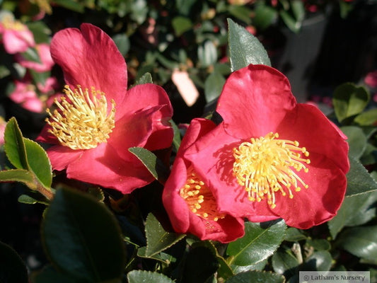 Yuletide Camellia