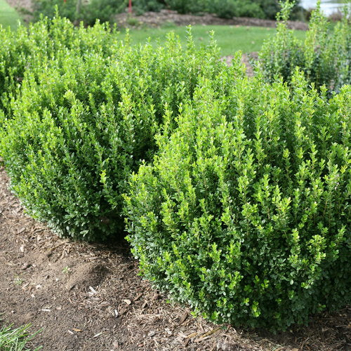 Sprinter® Boxwood Buxus microphylla 'Bulthouse' PP 25896 3g