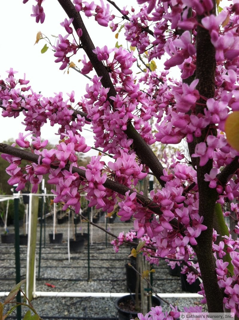 Cercis canandensis 'Eastern' Eastern Redbud 15g