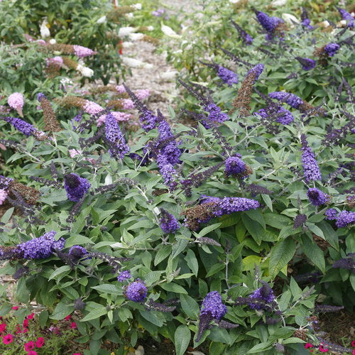 Pugster Blue® Butterfly Bush 3g Buddleia x 'SMNBDBT' PP28794