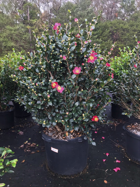 Yuletide Camellia