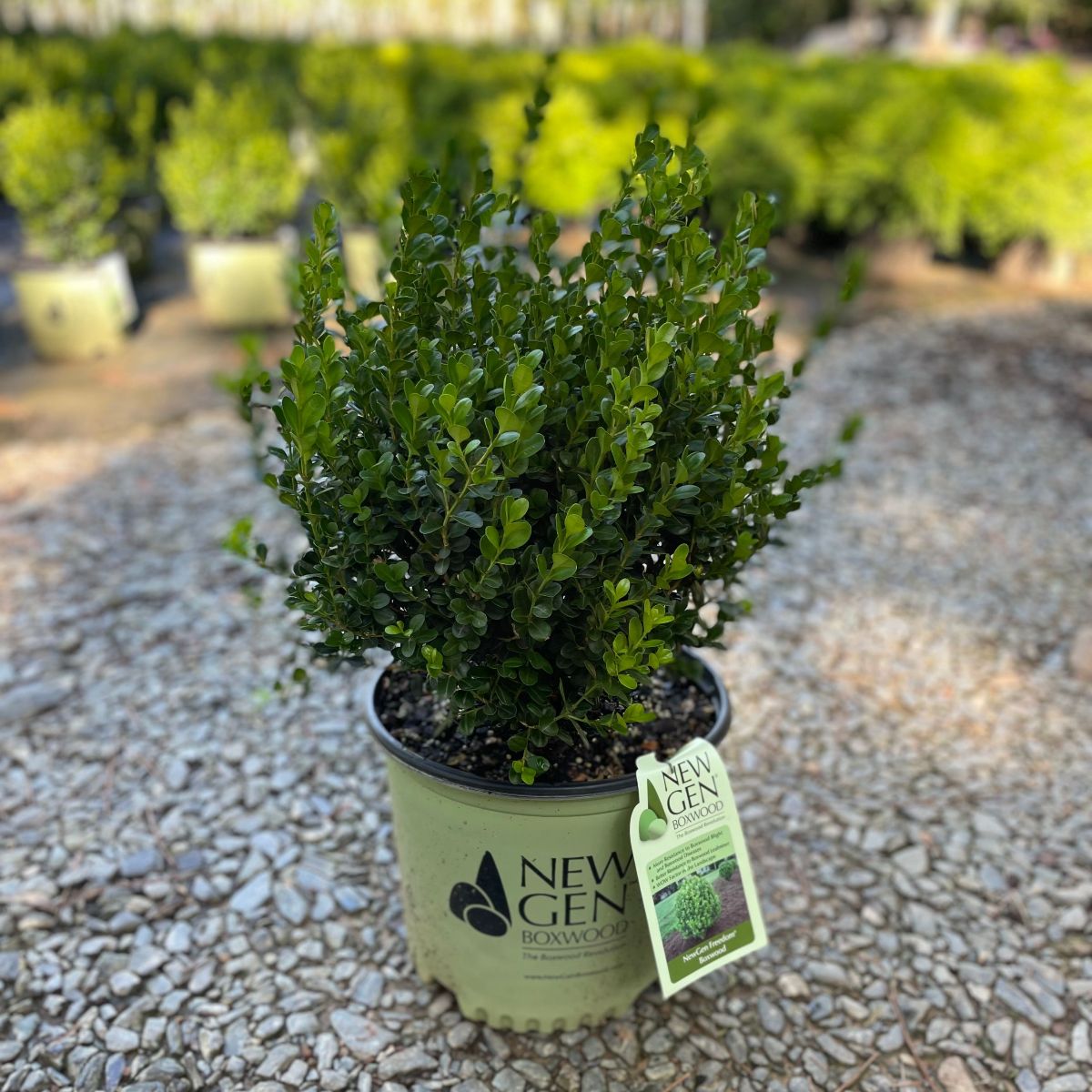 Buxus ‘SB 300’ PP32421 NewGen Freedom® Boxwood 3g