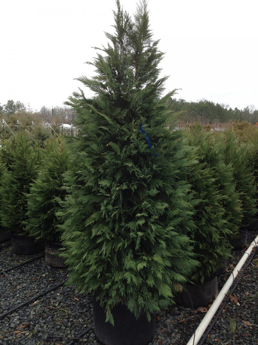 x Cupressocyparis leylandii Leyland Cypress