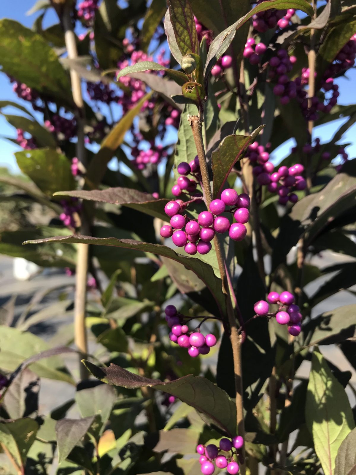 Pearl Glam® Beautyberry 3g Callicarpa x 'NCCX2' PP28312