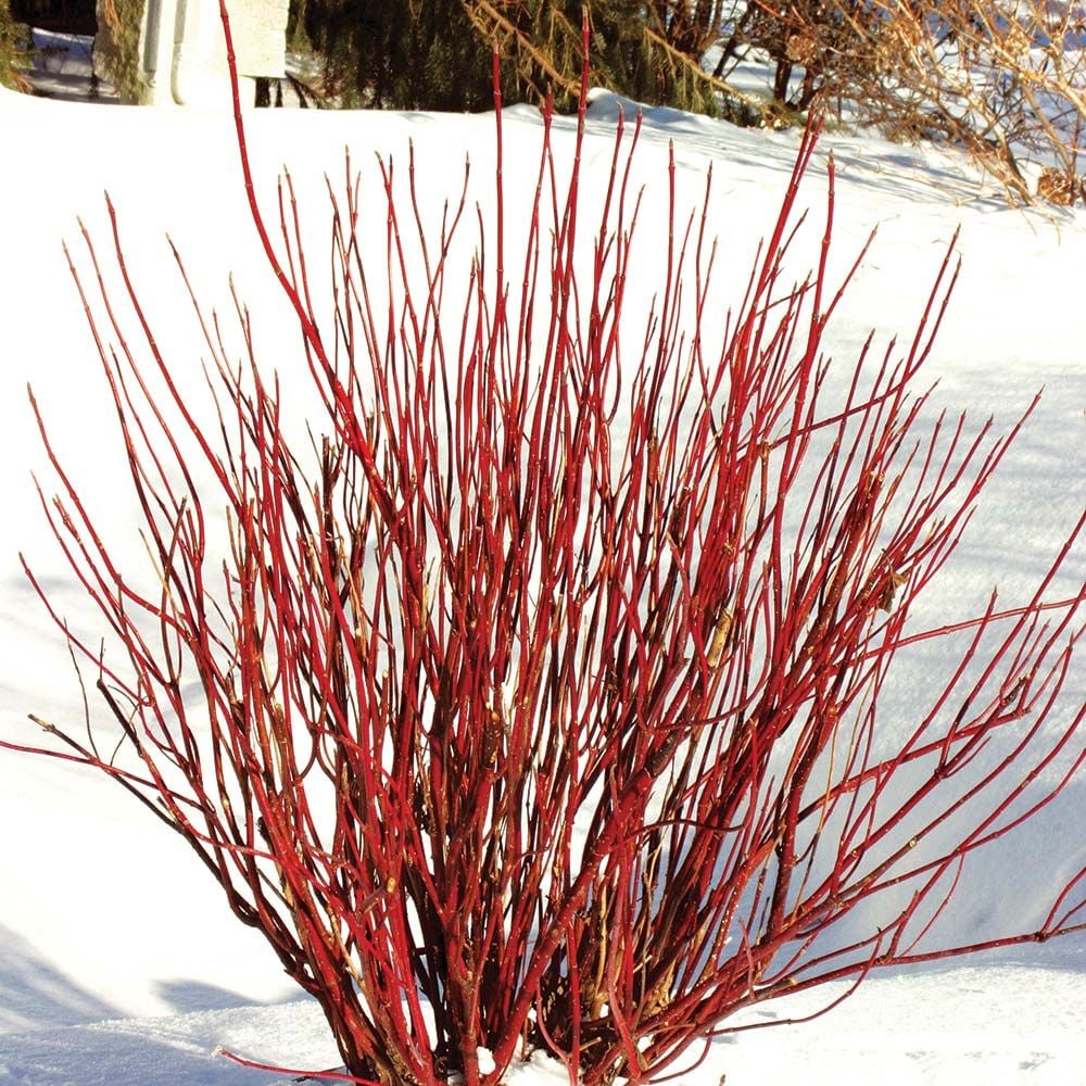 Red Twig Dogwood