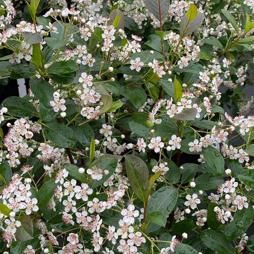 Aronia melanocarpa 'SMNAMPEM' USPP 34,116 Low Scape Snowfire® Aronia 3g