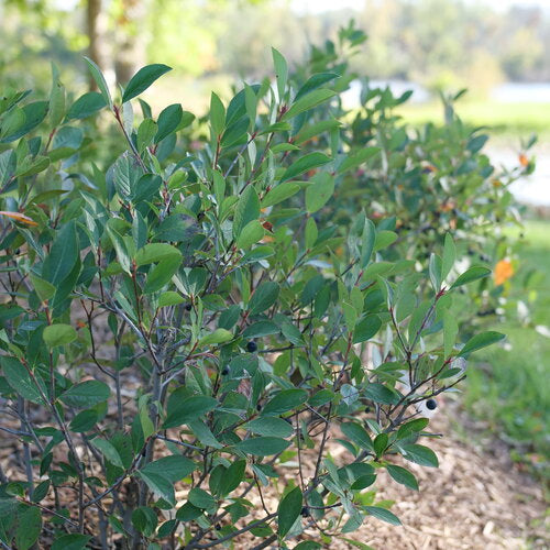 Aronia melanocarpa 'SMNAMPEM' USPP 34,116 Low Scape Snowfire® Aronia 3g