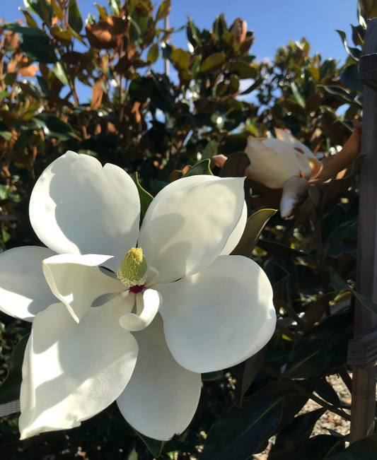 Magnolia grandiflora 'Little Gem' Little Gem Magnolia