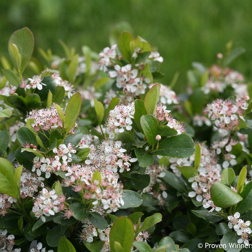 Aronia melanocarpa 'UCONNAM165' PP 28,789 Low Scape Mound® Aronia 3g