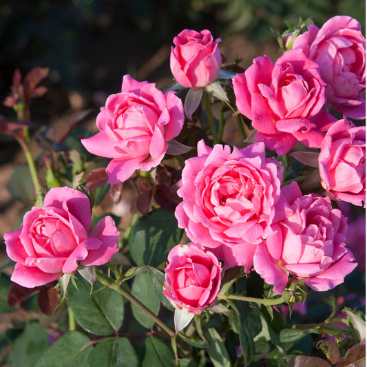 Rose – Pink Double Knock Out® 3g (Rosa 'Radtkopink')