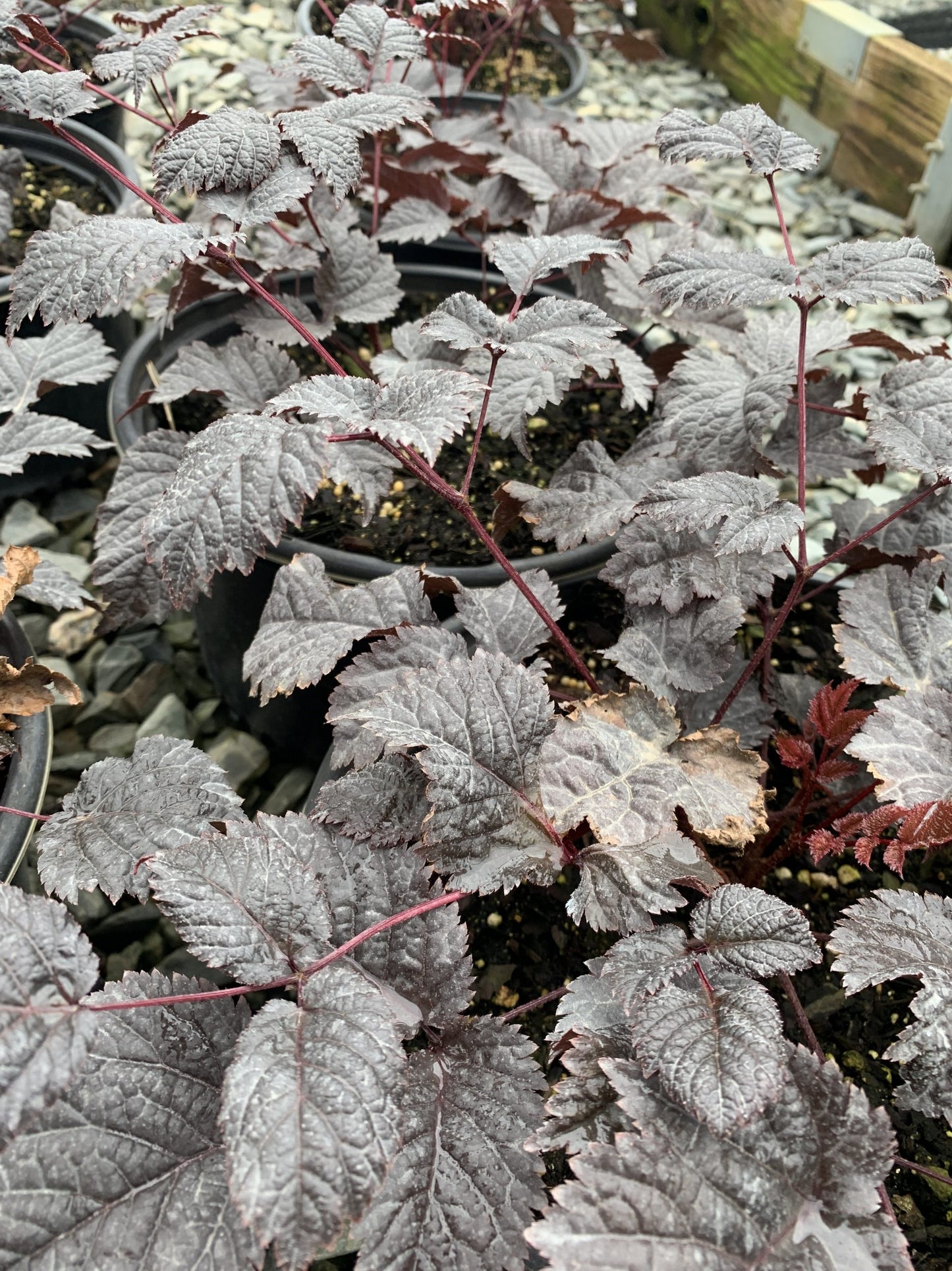 Astilbe  Chocolate Shogun 2G (Astilbe x arendsii 'Chocolate Shogun' PP26430)