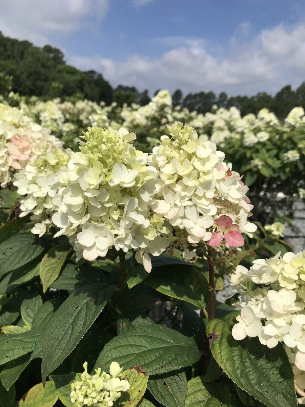 Hydrangea Fire Light 3g (Hydrangea paniculata 'SMHPFL' PP25135)