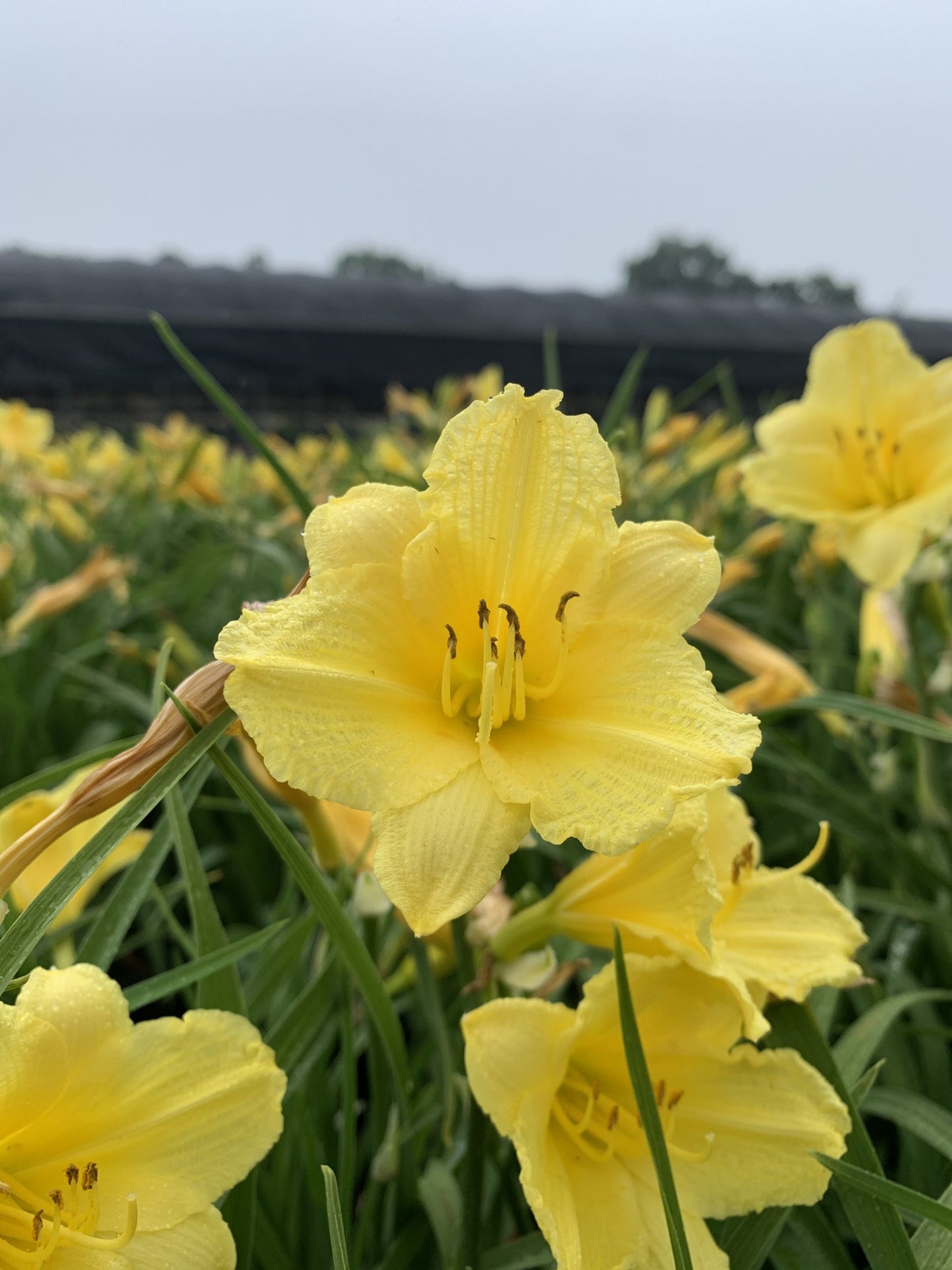 Daylily Happy Returns 1g (Hemerocallis 'Happy Returns')