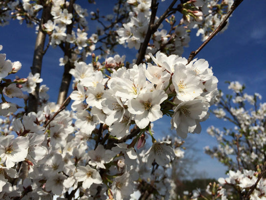 Prunus x yedoensis Yoshino Cherry