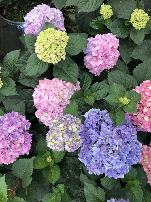 Hydrangea – Endless Summer 3g (Hydrangea macrophylla 'Balimer')