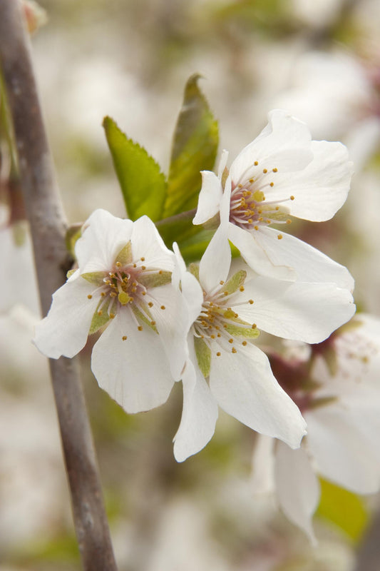 Prunus x 'Snowfozam' Snow Fountain® Weeping Cherry