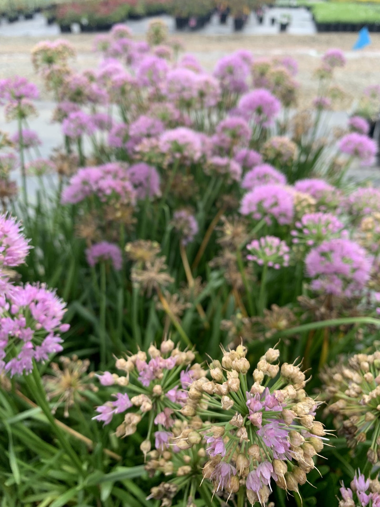 Allium Millenium Flowering Onion 1g (Allium 'Millenium')