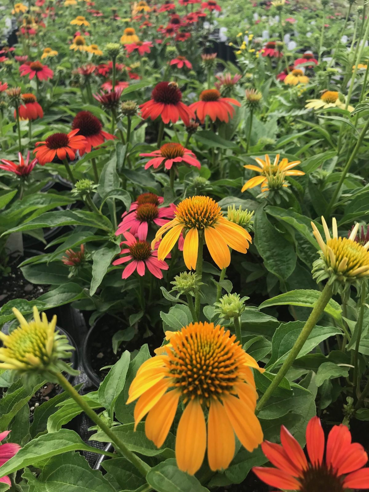 Coneflower Cheyenne Spirit 1g (Echinacea hybrida 'Cheyenne Spirit')