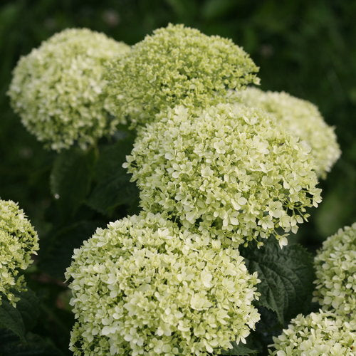 Hydrangea – Invincibelle Limetta® 3g (Hydrangea arborescens 'Limetta')