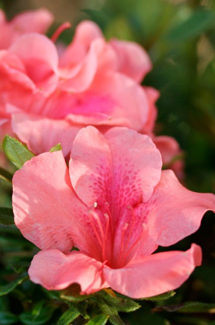 Encore® Azalea – Autumn Coral™ 3g (Rhododendron 'Conled' PP10568)