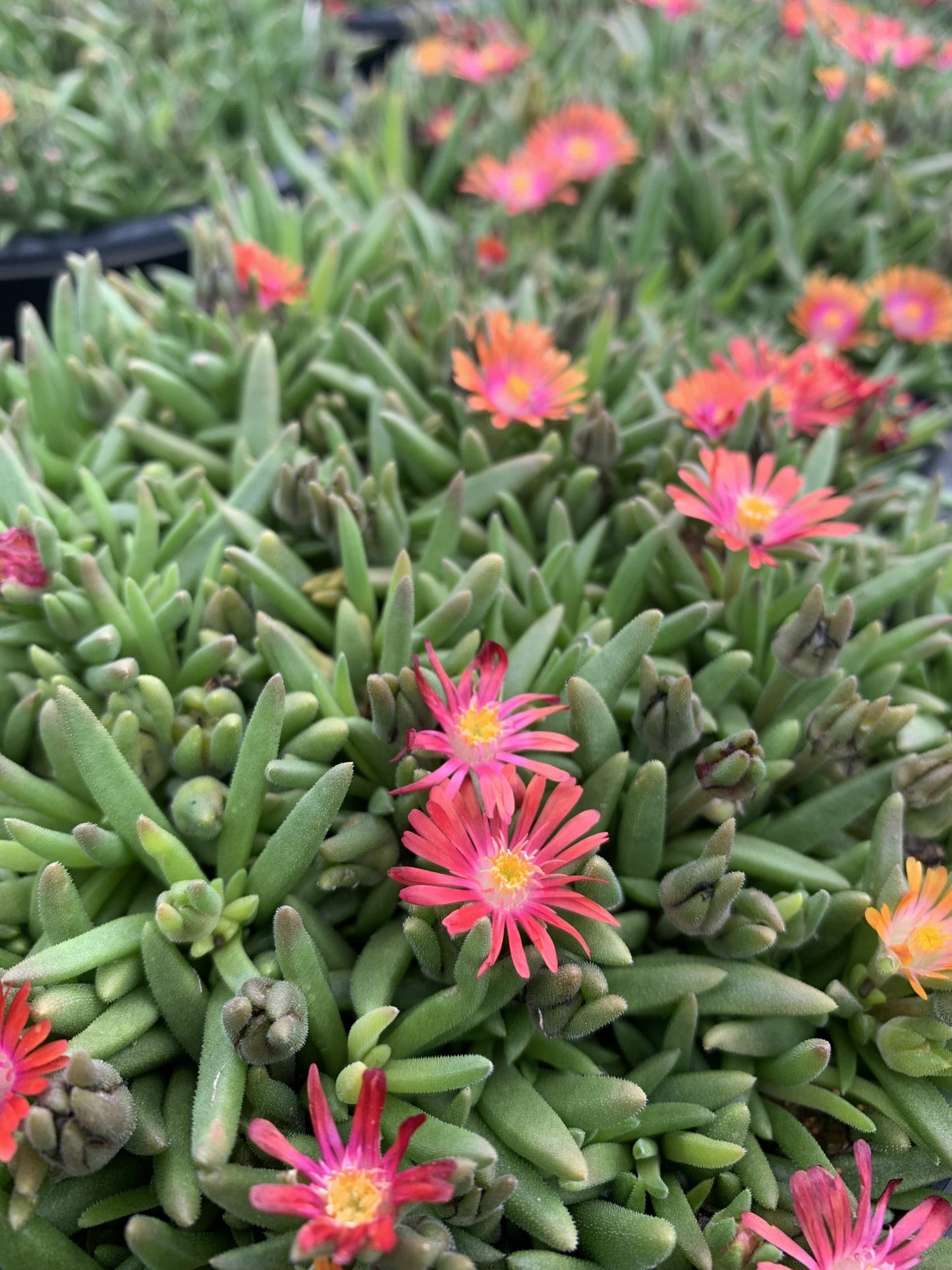 Ice Plant Jewel of Desert Garnet 1g (Delosperma 'Garent')