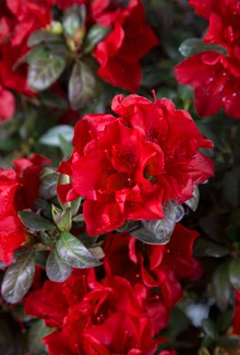 Encore® Azalea – Autumn Fire™ 3g (Rhododendron 'Roblez' PP28279)