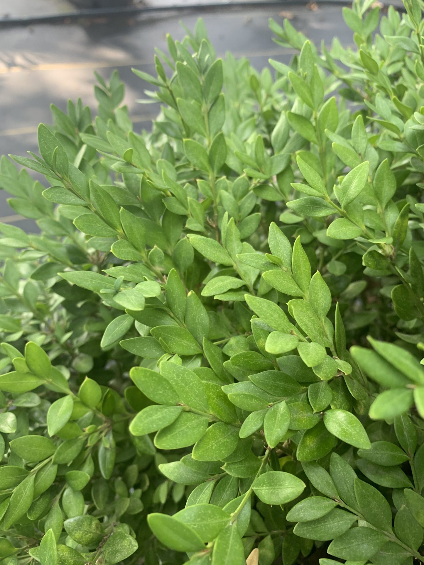 Boxwood – Green Velvet (Buxus 'Green Velvet')