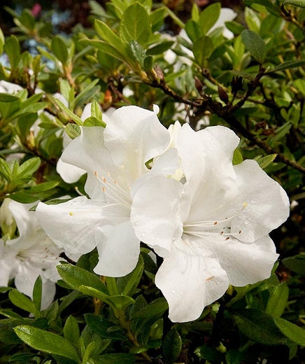 Encore® Azalea – Autumn Ivory 3g (Rhododendron 'Roblev' PP25046)