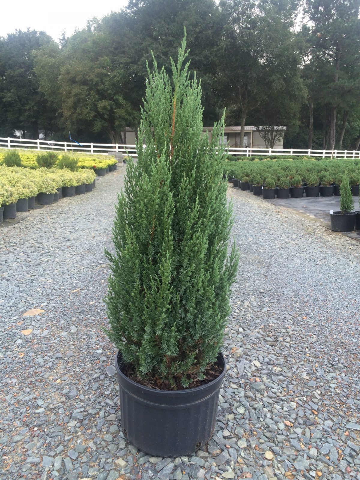 Juniperus chinensis 'Blue Point' Blue Point Juniper