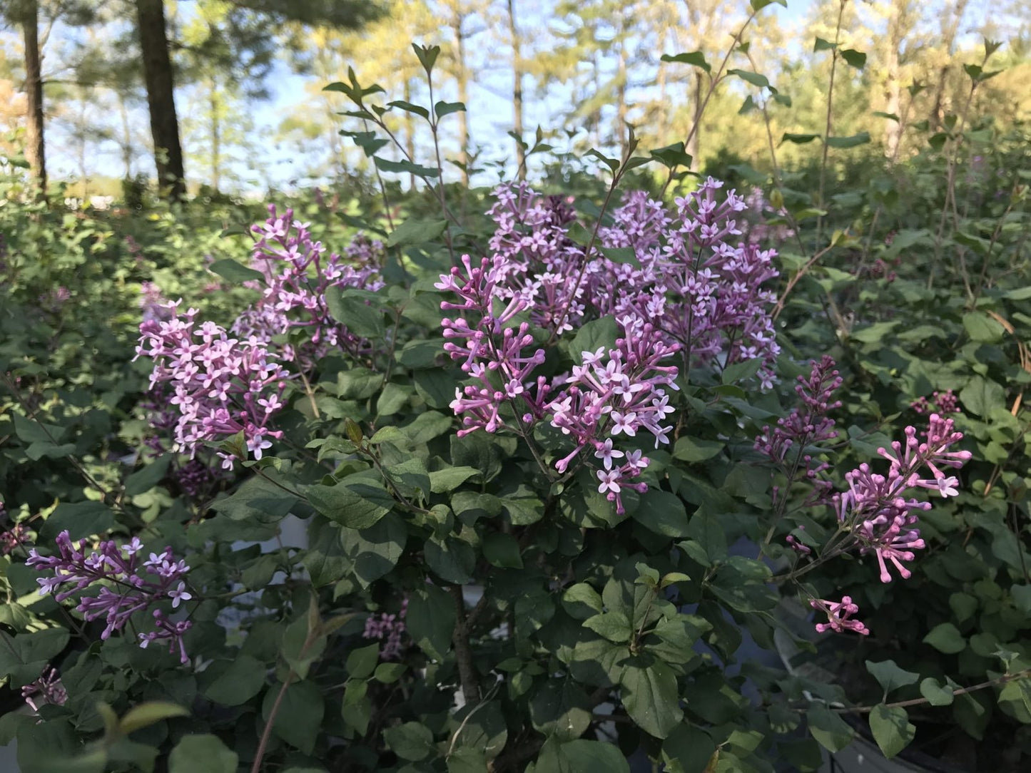 Lilac Bloomerang Purple 3g (Syringa x 'Penda' PP 20575)