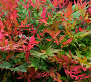 Nandina Obession 3g (Nandina domestica 'Seika' PP21891)