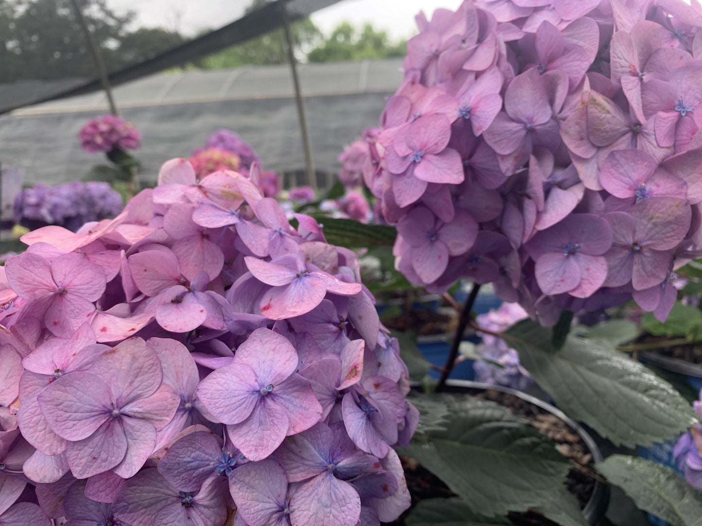 Hydrangea Bloomstruck 3g (Hydrangea macrophylla 'PIIHM-II' PP25566)