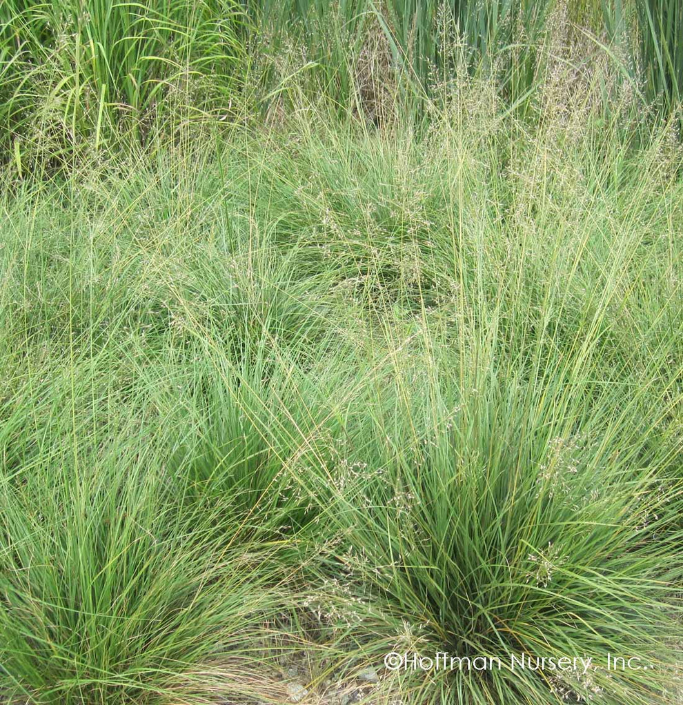 Prairie Dropseed 1g (Sporobolus Heterolepis) – Richardson Roots