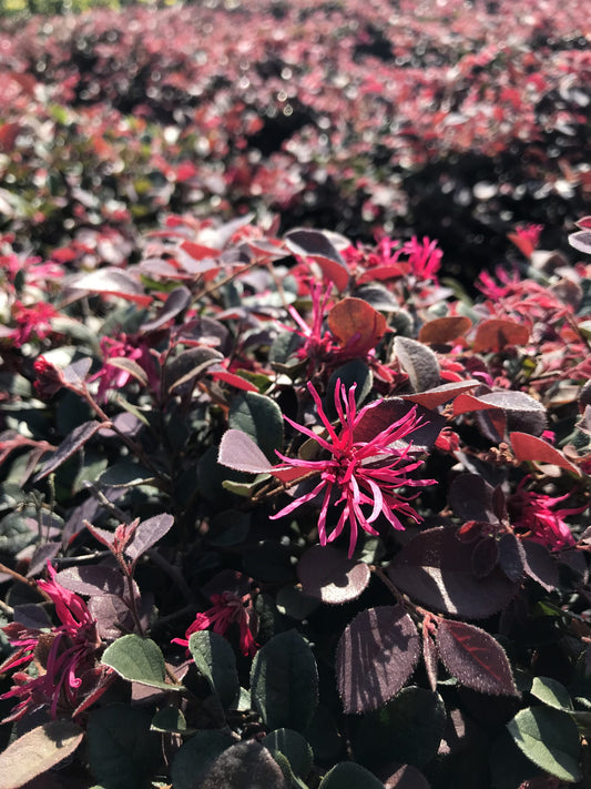 Loropetalum – Crimson Fire 3g (Loropetalum chinense 'Crimson Fire' var. rubrum)